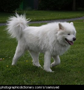 Photo of a samoyed dog