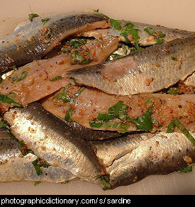 Photo of some sardines