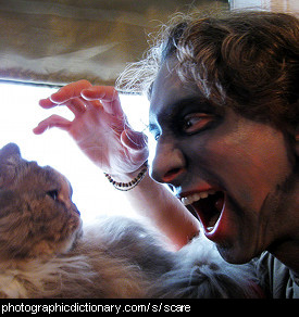 Photo of someone scaring a cat