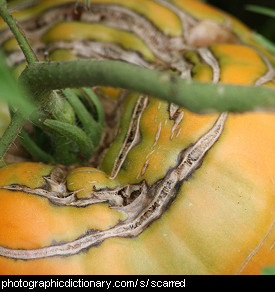 Photo of a scarred tomato