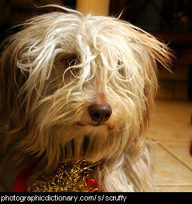 Photo of a scruffy dog