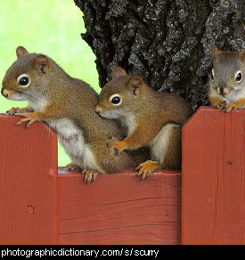 Photo of a group of squirrels