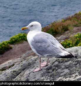 Photo of a seagull