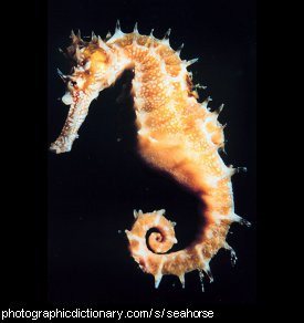 Photo of a seahorse.