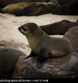 Photo of a seal