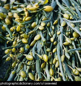 Photo of seaweed