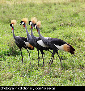 Photo of a group of cranes