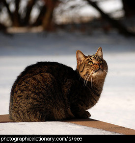 Photo of a cat looking