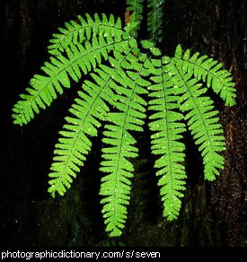 Photo of a fern with seven fronds.