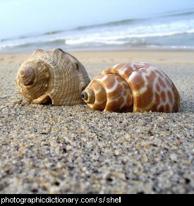 Photo of shells on the beach