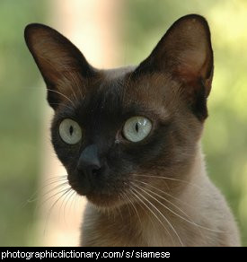 Photo of a siamese cat