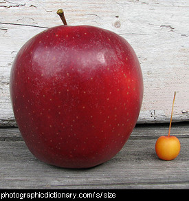 Photo of different sized fruit