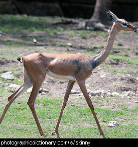 Photo of a skinny deer