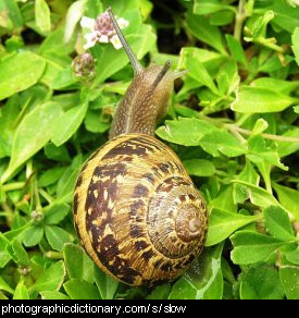 Photo of a slow-moving snail
