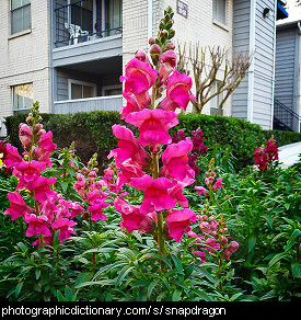 Photo of snapdragons