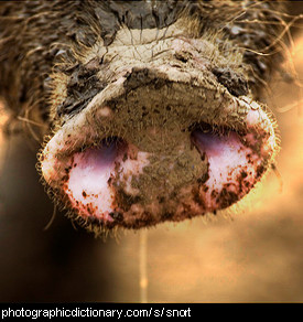 Photo of a pig nose