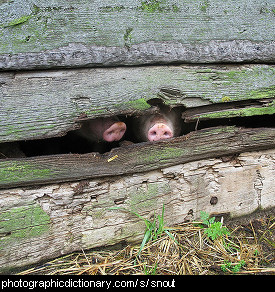 Photo of pig snouts.