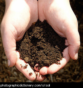 Photo of hands holding soil.