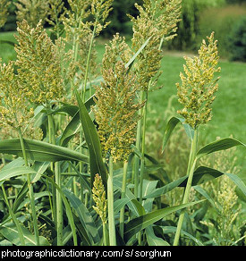 Photo of sorghum