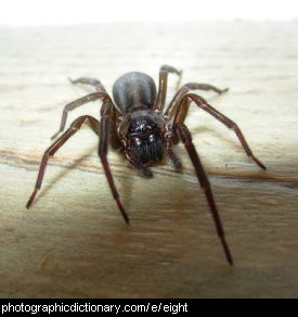 Photo of a spider with eight legs.