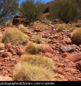 Photo of Australian spinifex