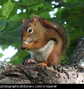 Photo of a squirrel.