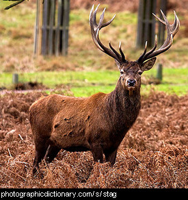 Photo of a stag.