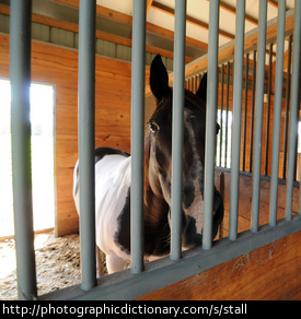 A horse in a stall.