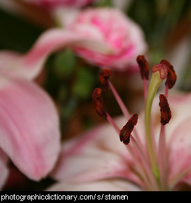 Photo of plant stamens