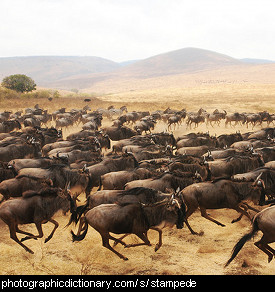 Photo of a stampede of wildebeests