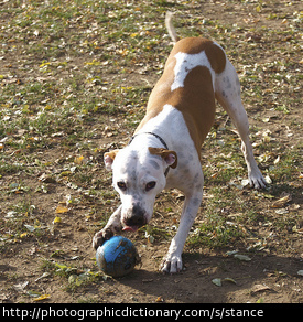 A dog in a playful stance.