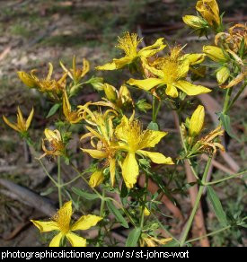 Photo of St John's wort