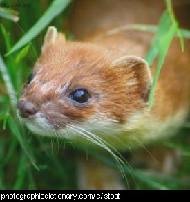 Photo of a stoat, or ermine