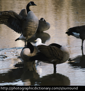 Photo of a seagull surrounded by geese