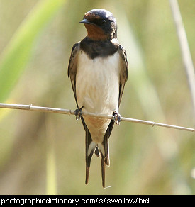 Photo of a barn swallow