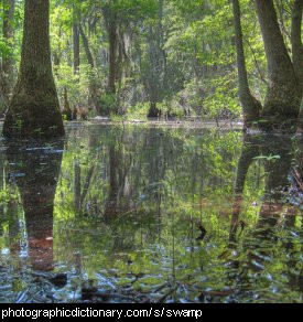 Photo of a swamp