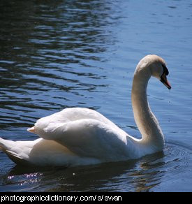 Photo of a swan