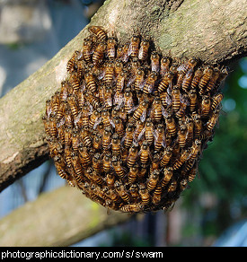 Photo of a swarm of bees