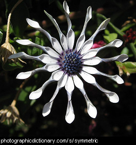 Photo of a symmetrical flower