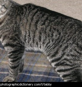 Photo of a tabby coat