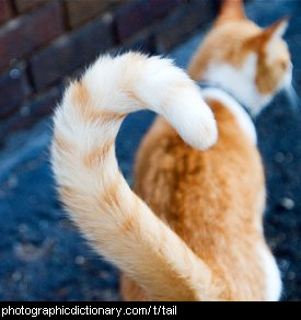 Photo of a cat's tail.