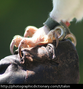 Photo of a bird's talons