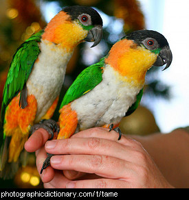 Photo of tame birds