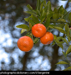 Photo of tangerines
