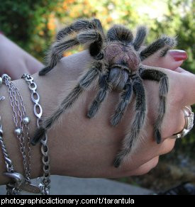 Photo of a tarantula