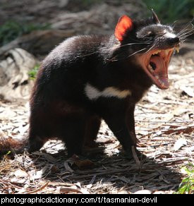 Photo of a Tasmanian devil