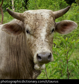 Photo of a bull