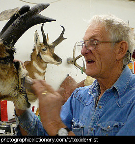 Photo of a taxidermist at work