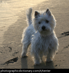Photo of a terrier