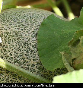 Photo of a cantaloupe